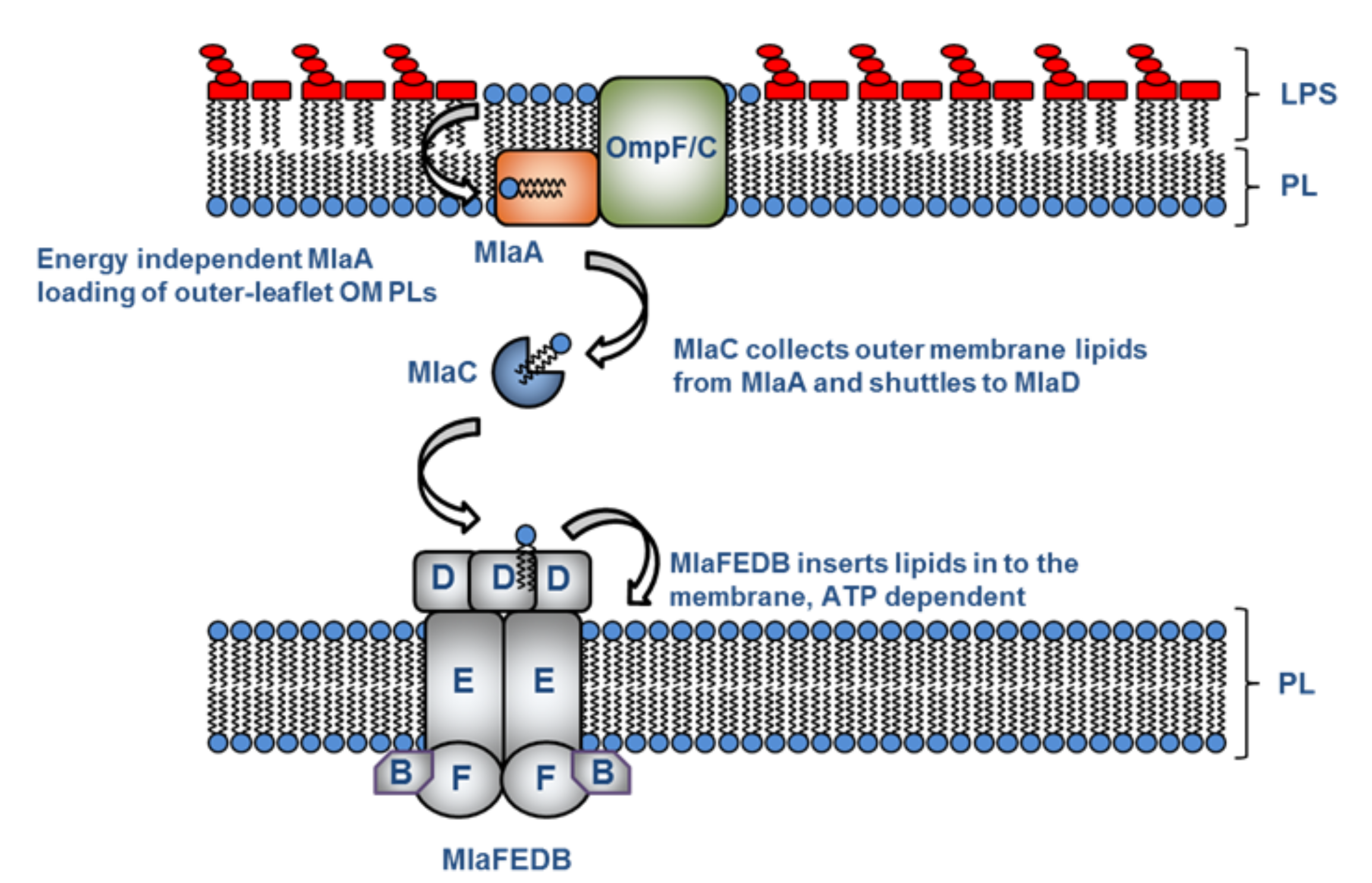 ISIS Rethinking lipid transfer in bacteria